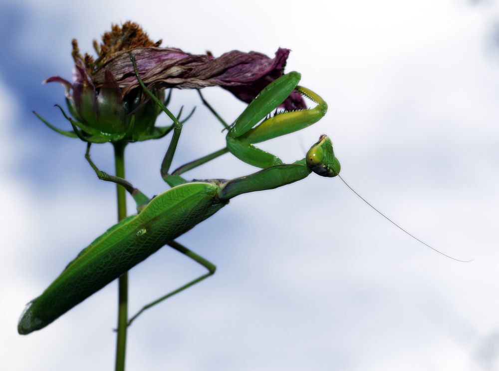 Фотография автора Сергей Гречихин