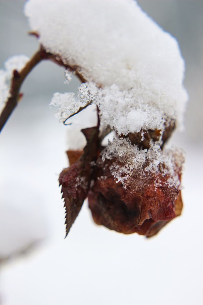 Photograph by Ирина Дмитриенко