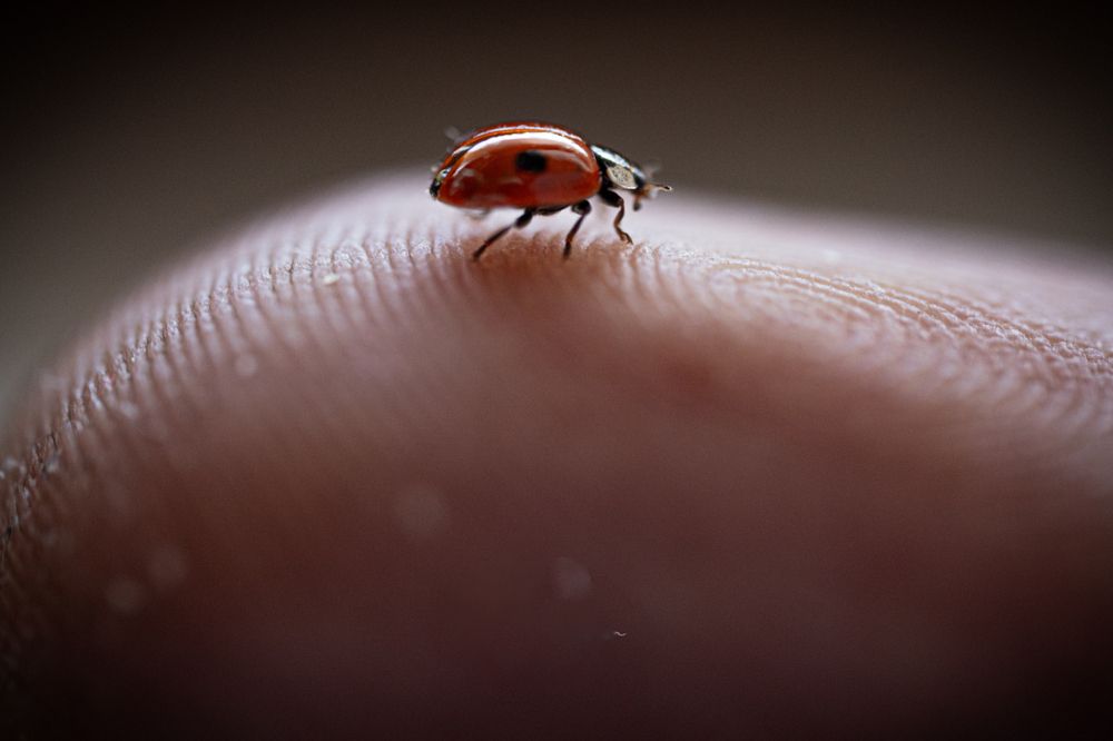 Coccinella porta fortuna