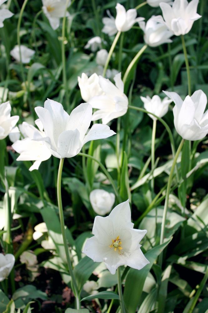 Фестиваль тюльпанов