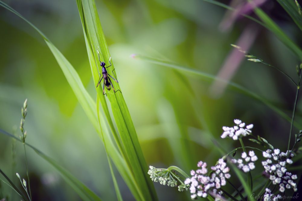 Photograph by Сергей Феофанов