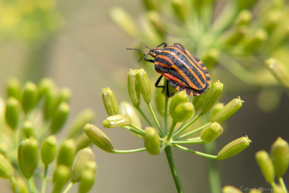 Photograph by Сергей Феофанов