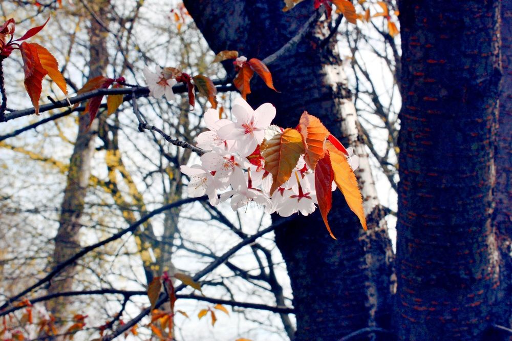 Цветы в городе
