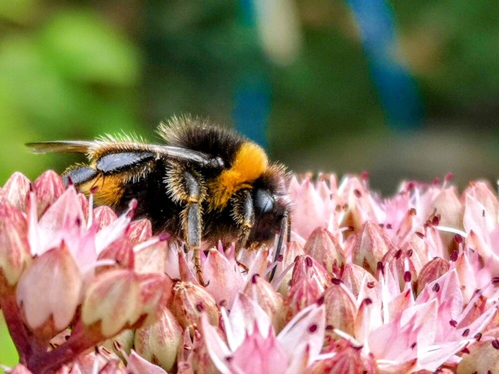 Фотография автора Ian Heard