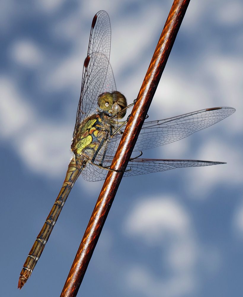 Фотография автора Сергей Гречихин