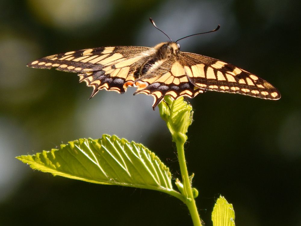 Махаон отдыхает.