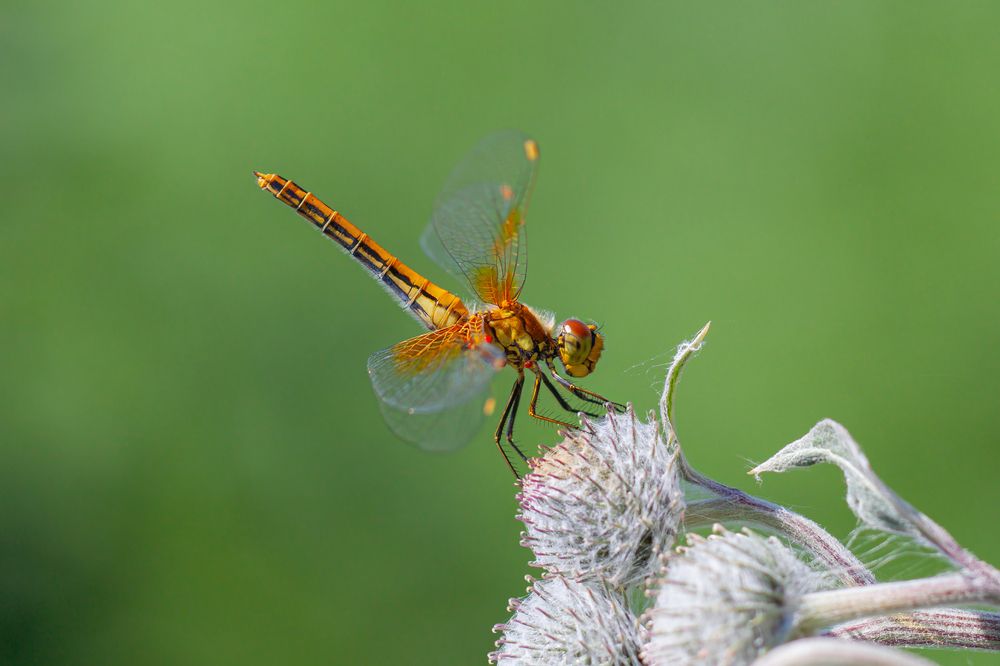 Photograph by Бурбона Сергей
