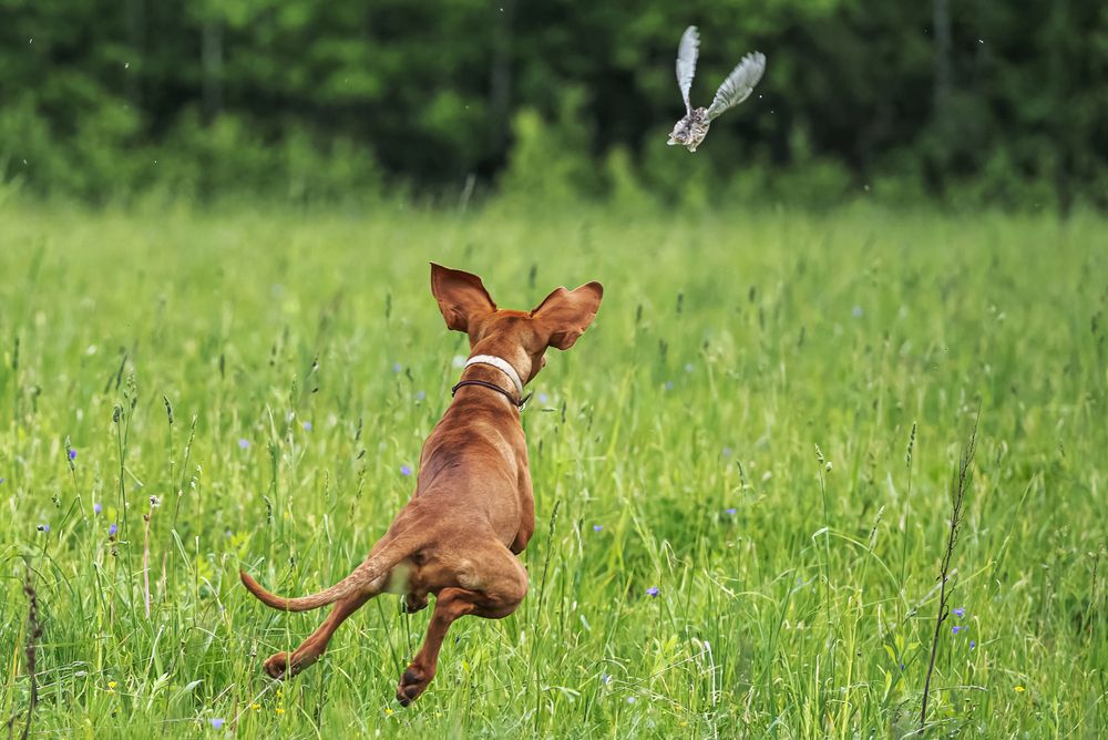 Почему собаки не летают как птицы