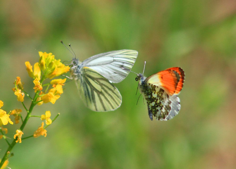 Фотография автора Михаил Крюков