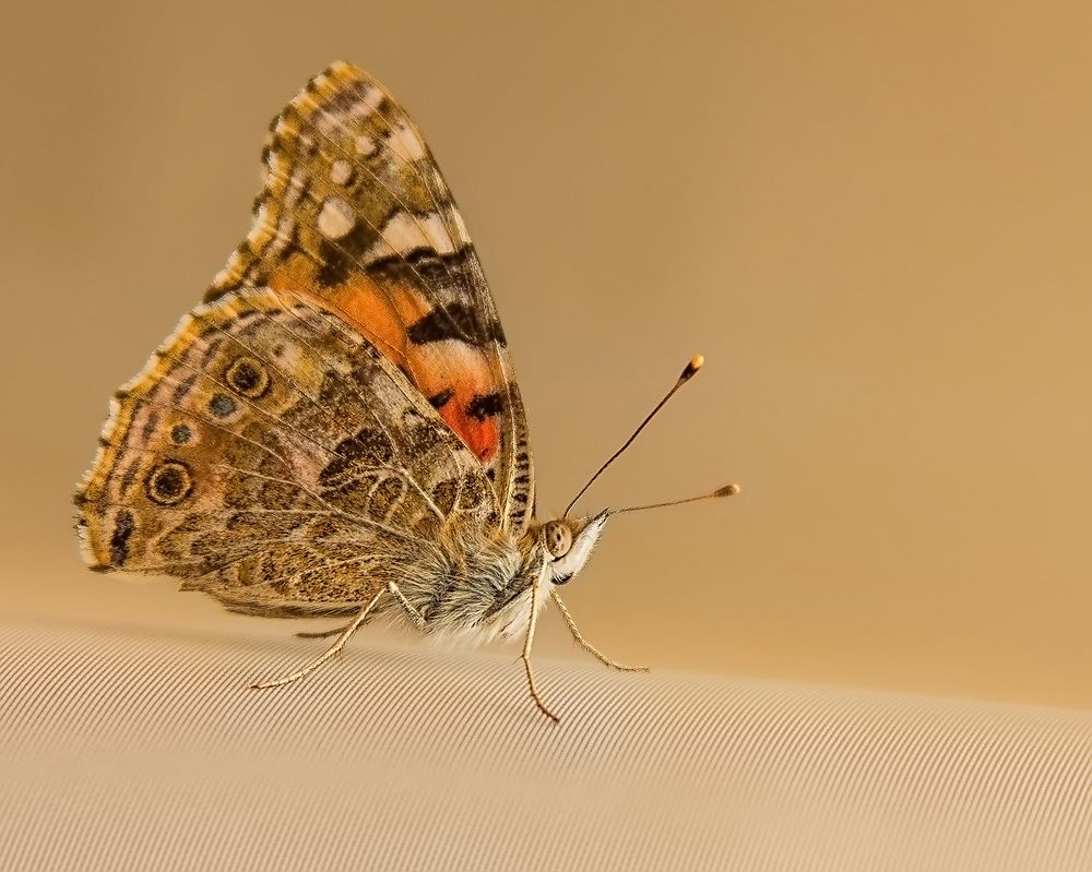 Photograph by Клясюк Галина