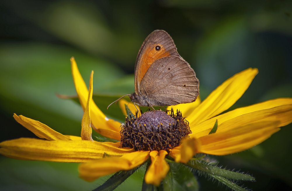 В гостях у рудбекии
