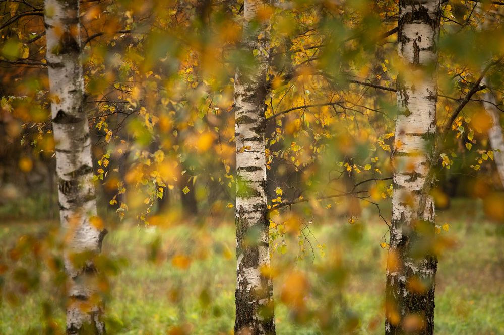 Photograph by Бравичева Анастасия