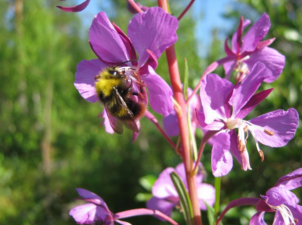 Фотография автора геннадий лалаев