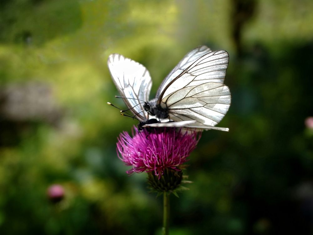 Photograph by Зорин Миша