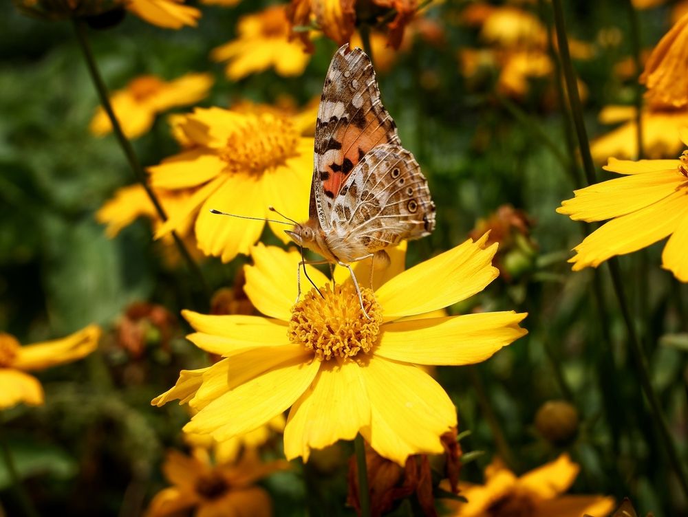 Photograph by Зорин Миша