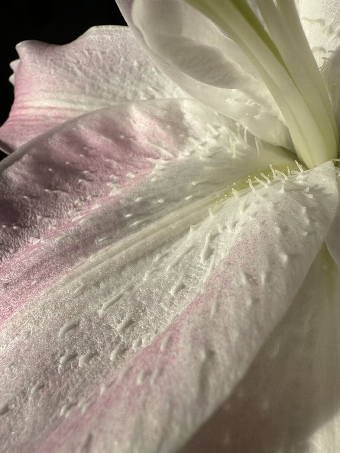 Photo #12044492