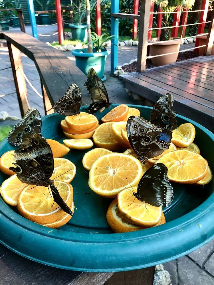 Фотография автора Татьяна Мичу-Николаевич