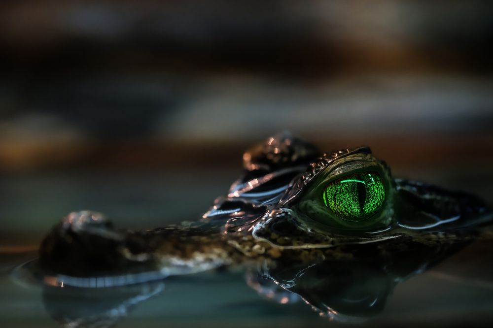 Фотография автора Роман Васильев