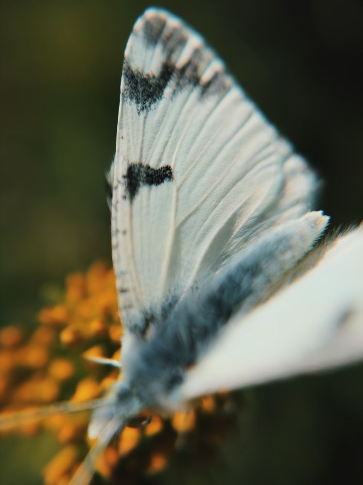 Photograph by Алёна Петрова