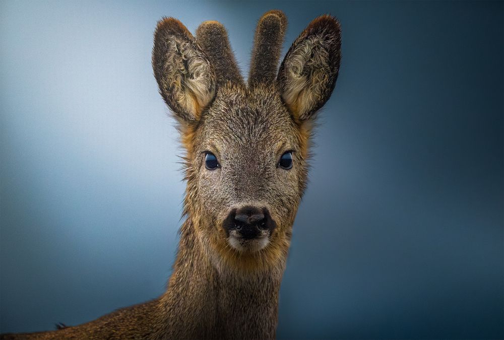 Roe deer portrait in rainy day