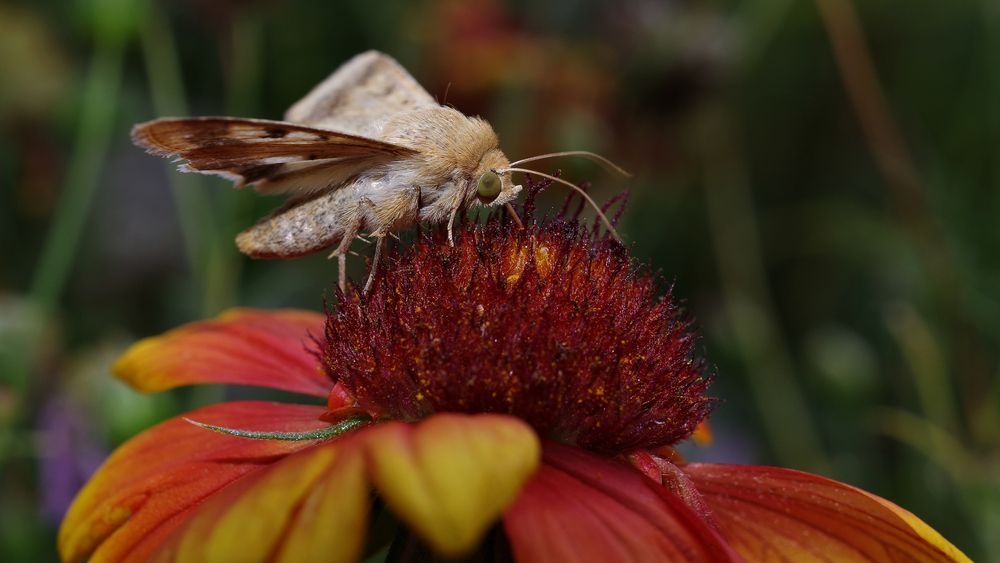 Фотография автора Сергей Гречихин