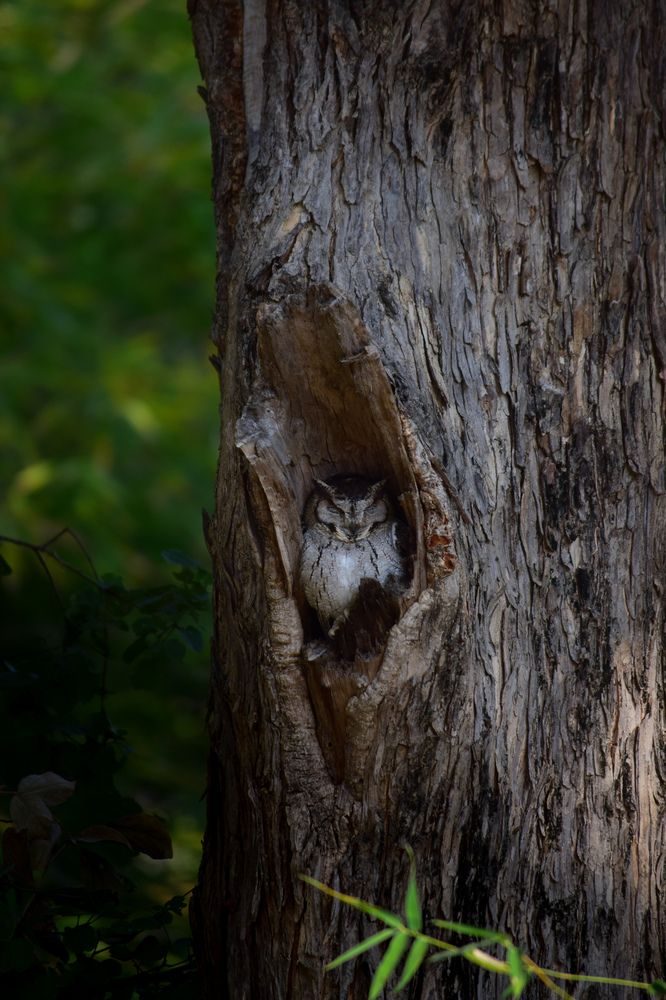 Photograph by Abhishek Basak