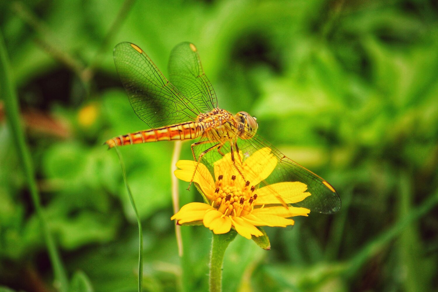Dragonfly