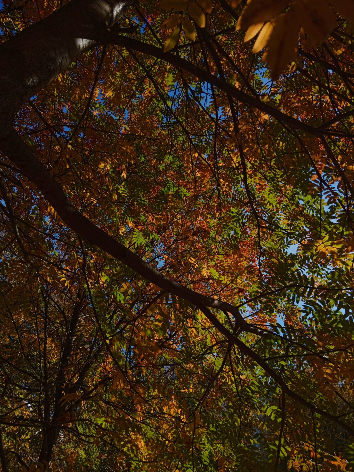 Photo #12044811