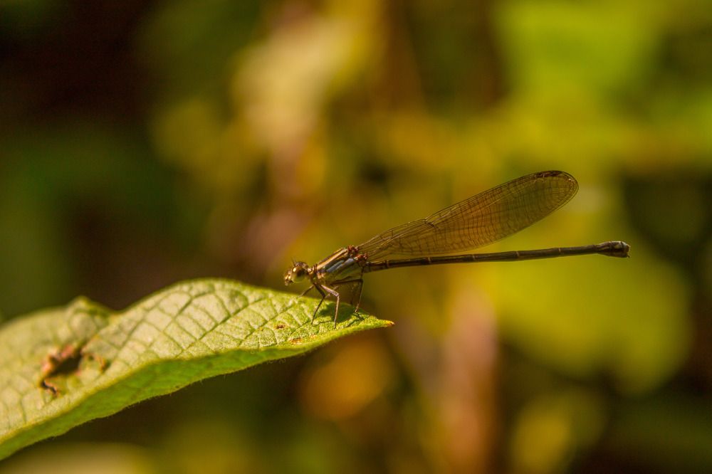 Photograph by Denis Dias Bezerra