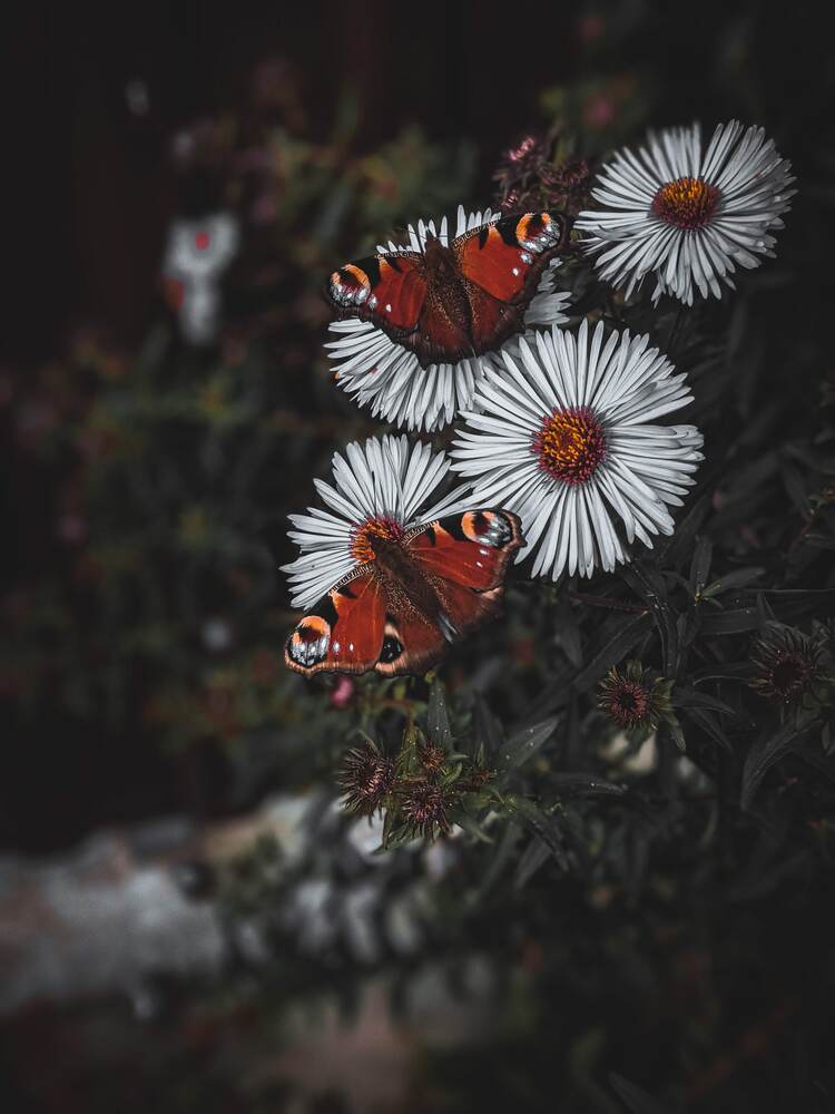 Фотография автора Ксения Шляйхер