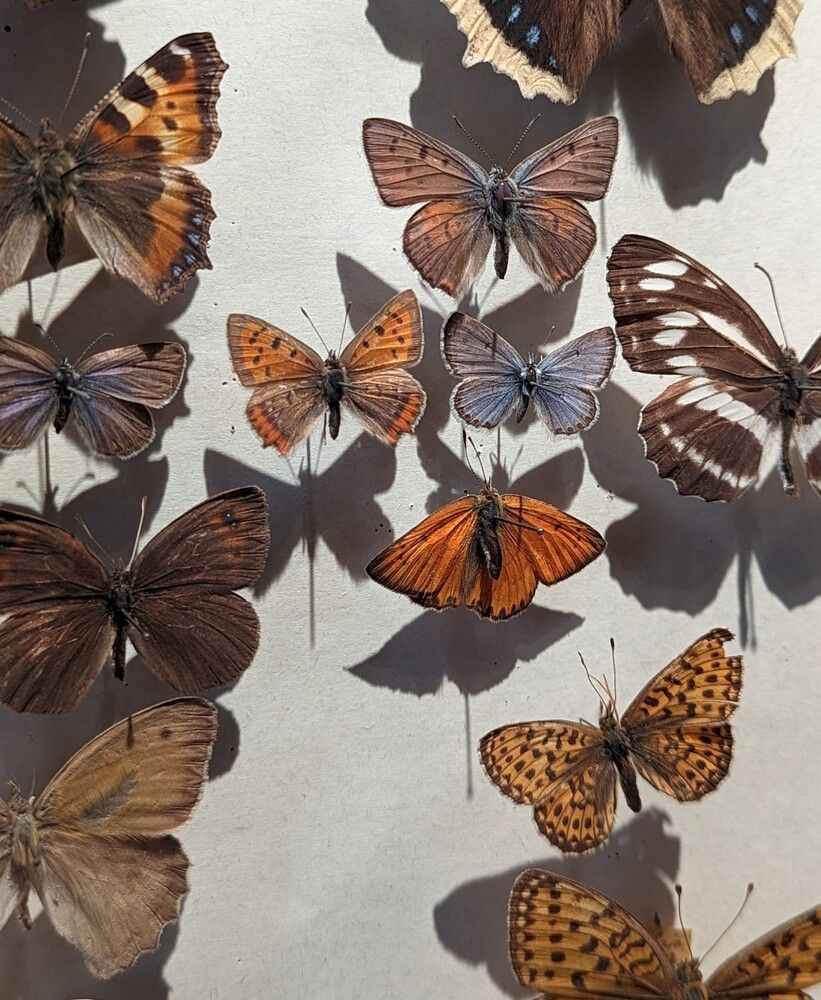 Фотография автора Ксения Шляйхер