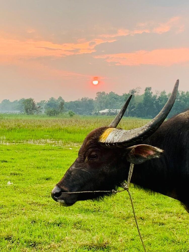 Photograph by Showkat Osman Soikat