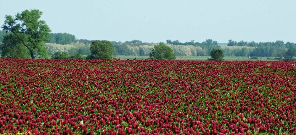 The border is in purple