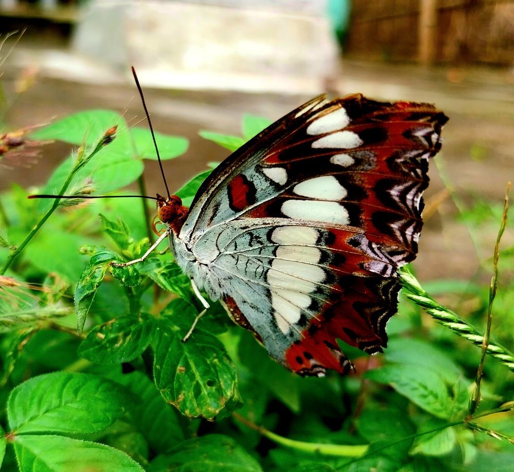 Photograph by Rahul Raman