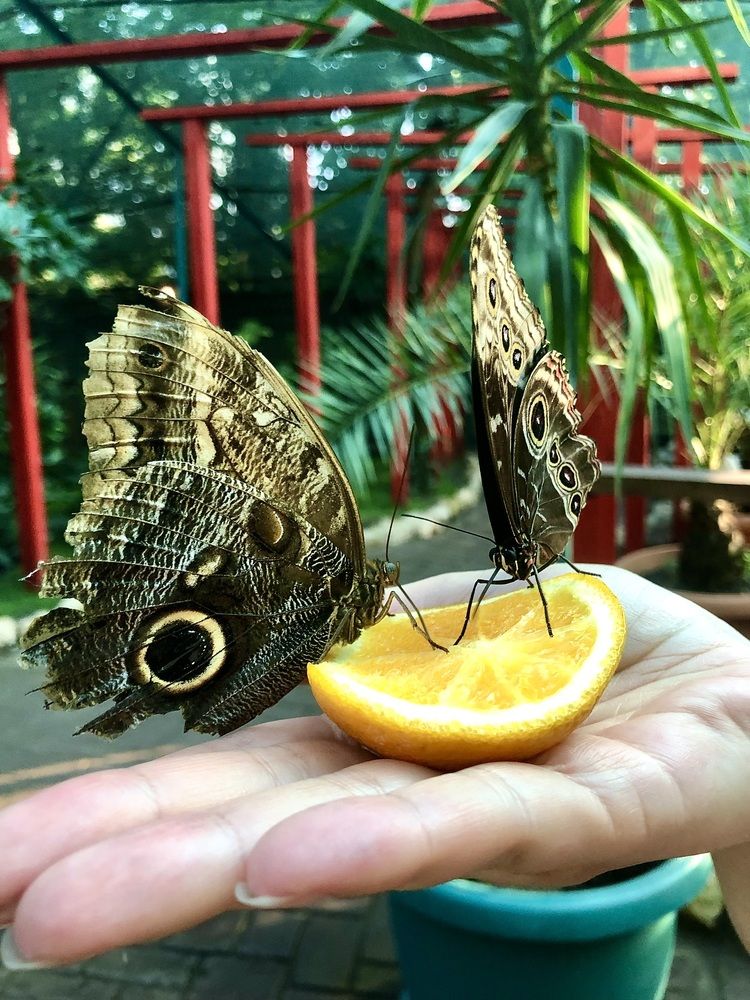 Фотография автора Татьяна Мичу-Николаевич