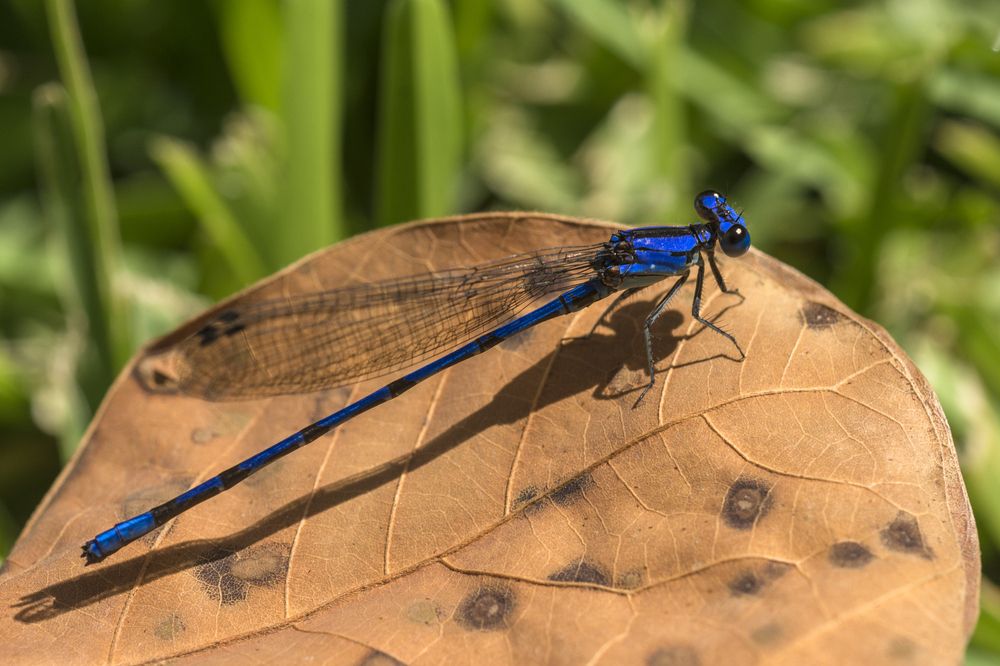 Photograph by gustavo gatto