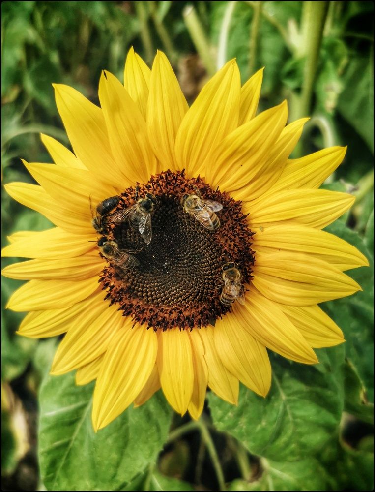 Photograph by Veremeyeva Marina