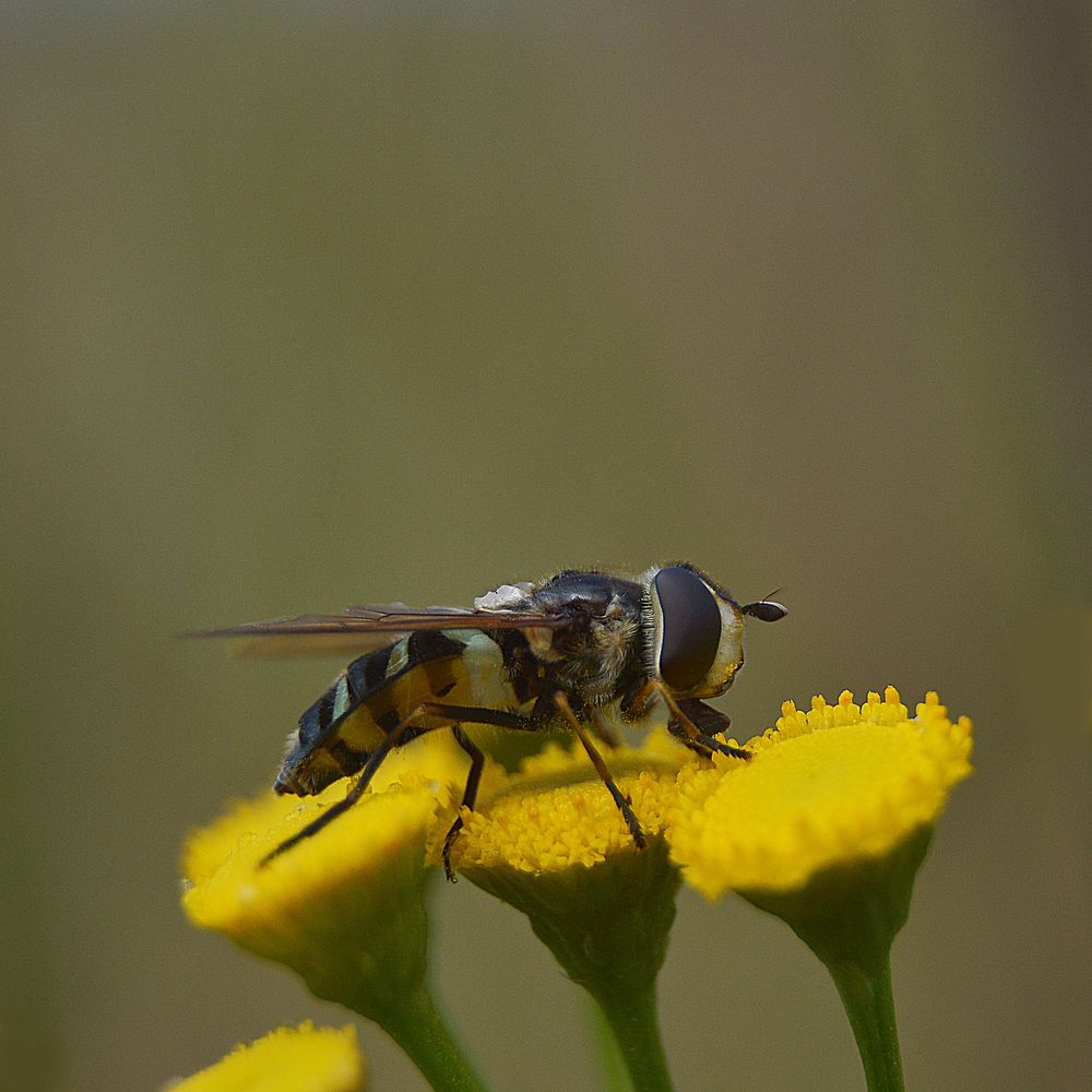 Фотография автора Сергей Суворов