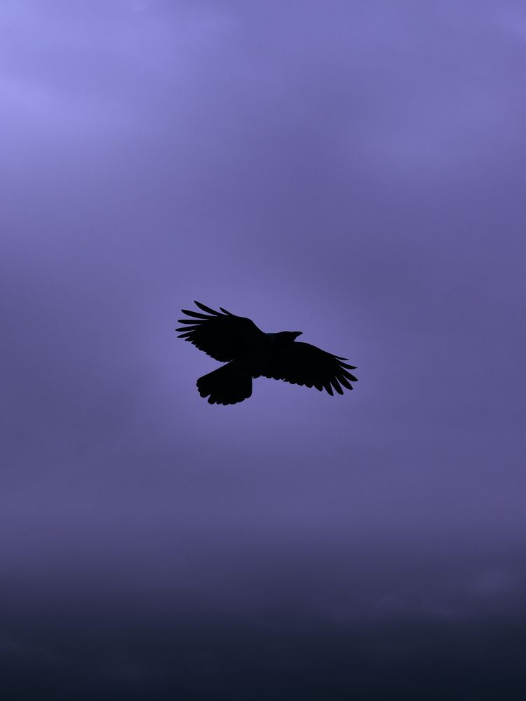 Photograph by NADER AYMAN