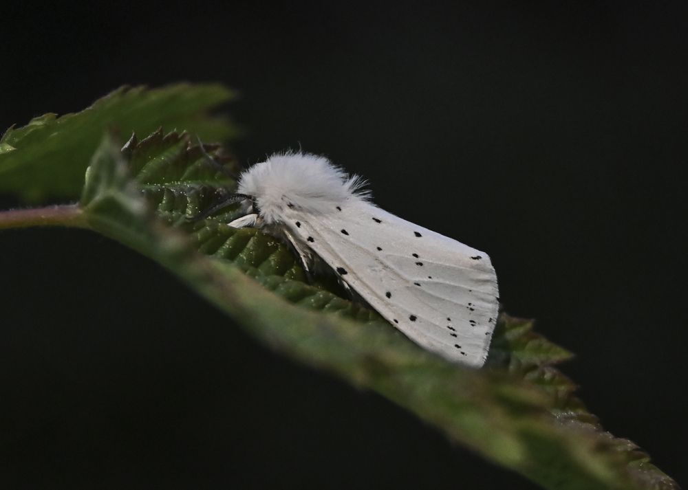 Photograph by Жанна Агафонова