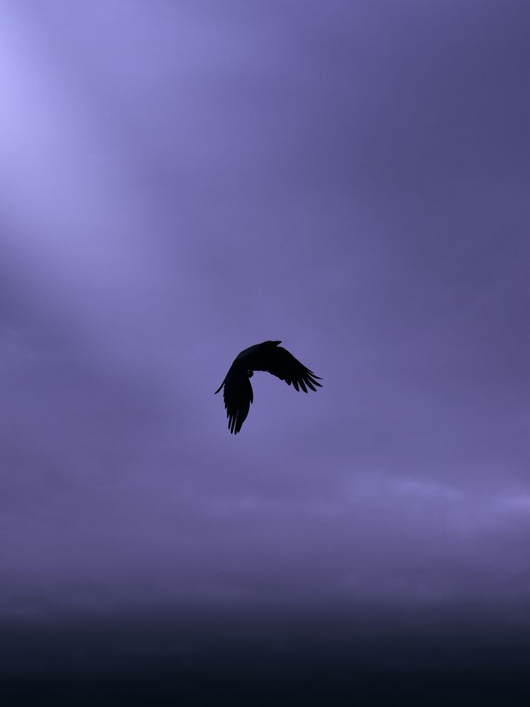 Soaring Through the Twilight Sky