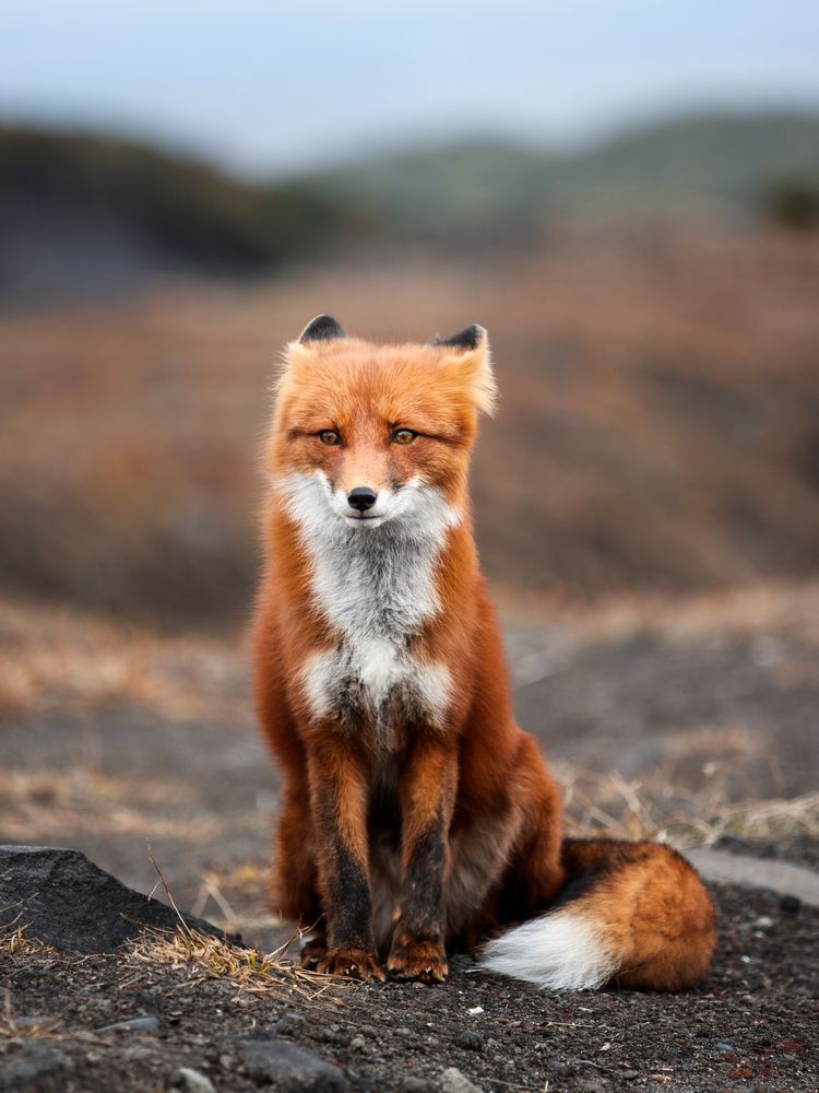 Осенняя красотка