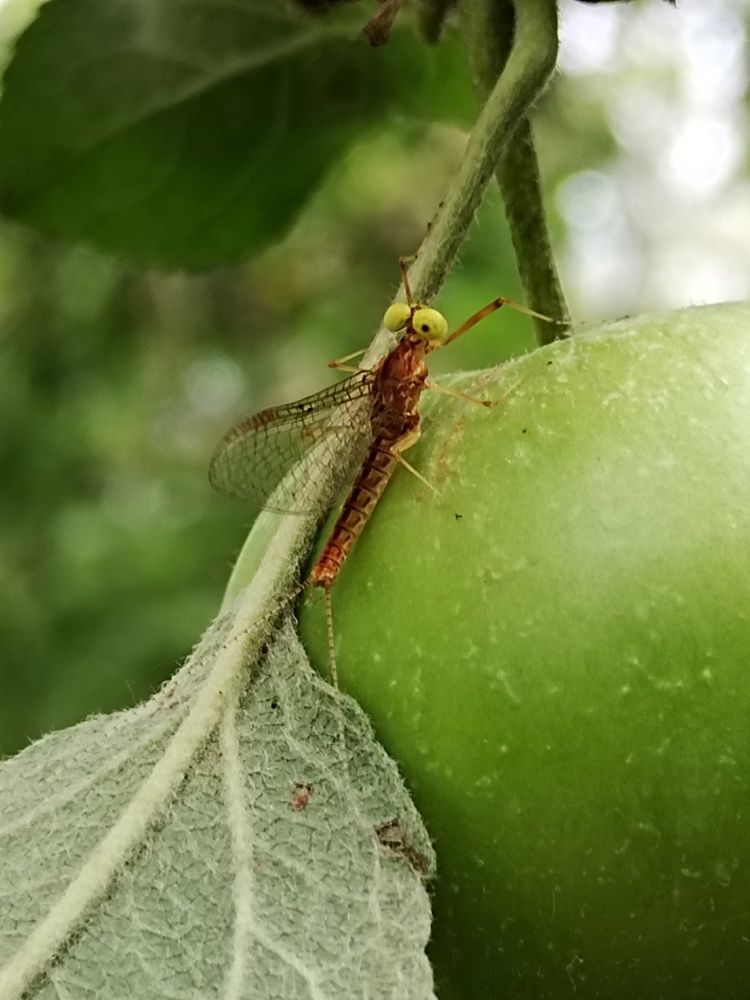 Photograph by Ирина