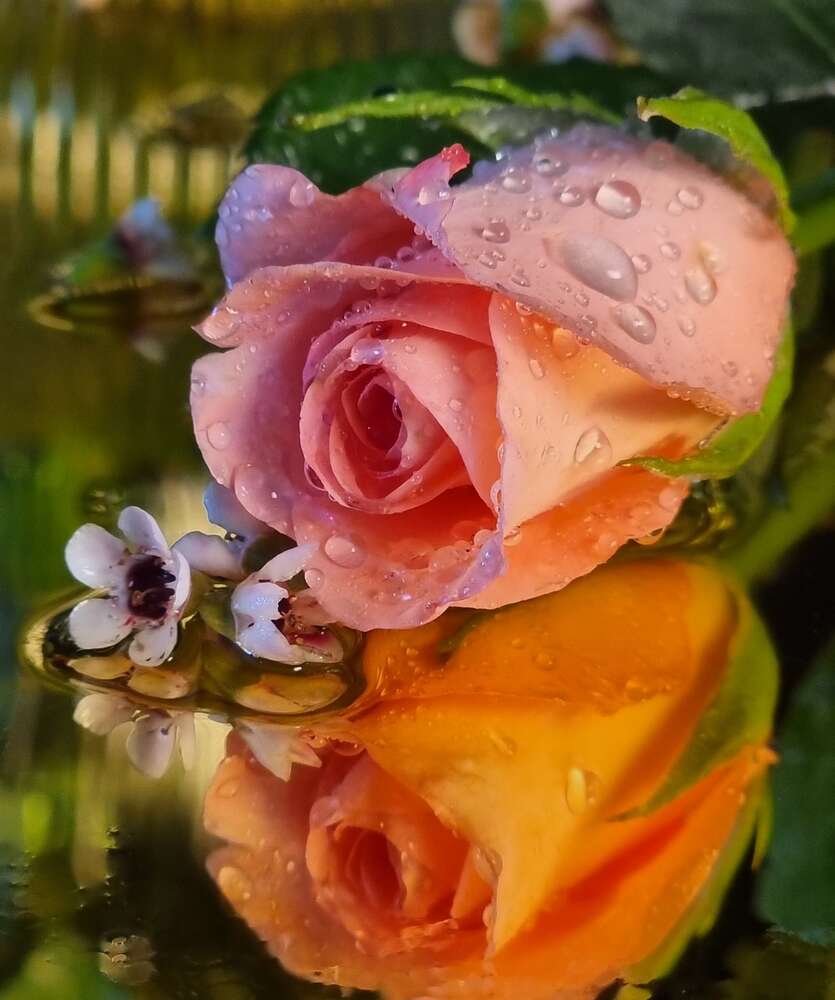 Photograph by Irina Krasnopevzeva