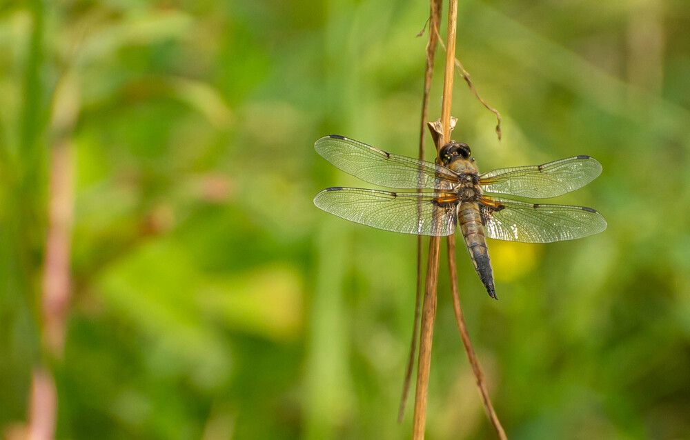 Фотография автора Aлексей Игнатьев