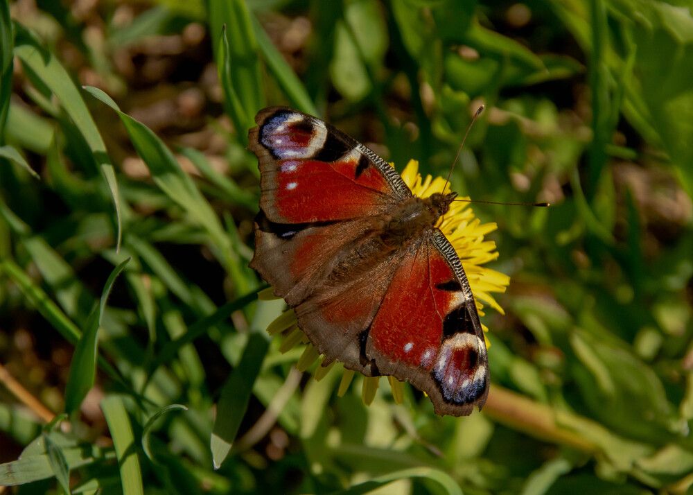 Фотография автора Aлексей Игнатьев