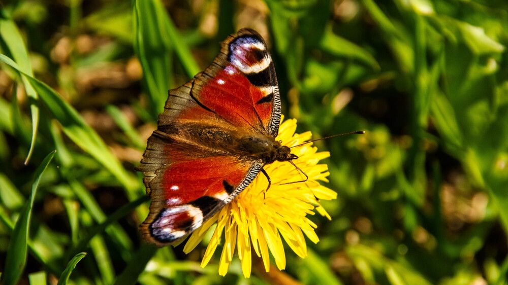 Фотография автора Aлексей Игнатьев