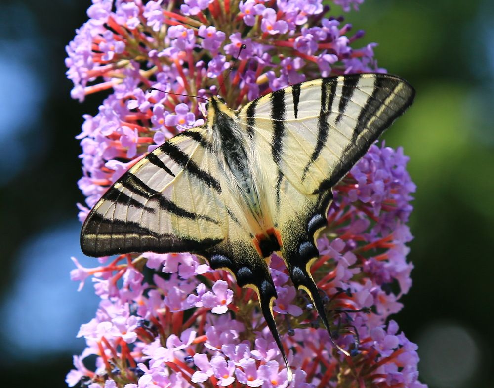 Фотография автора Сергей Кульков