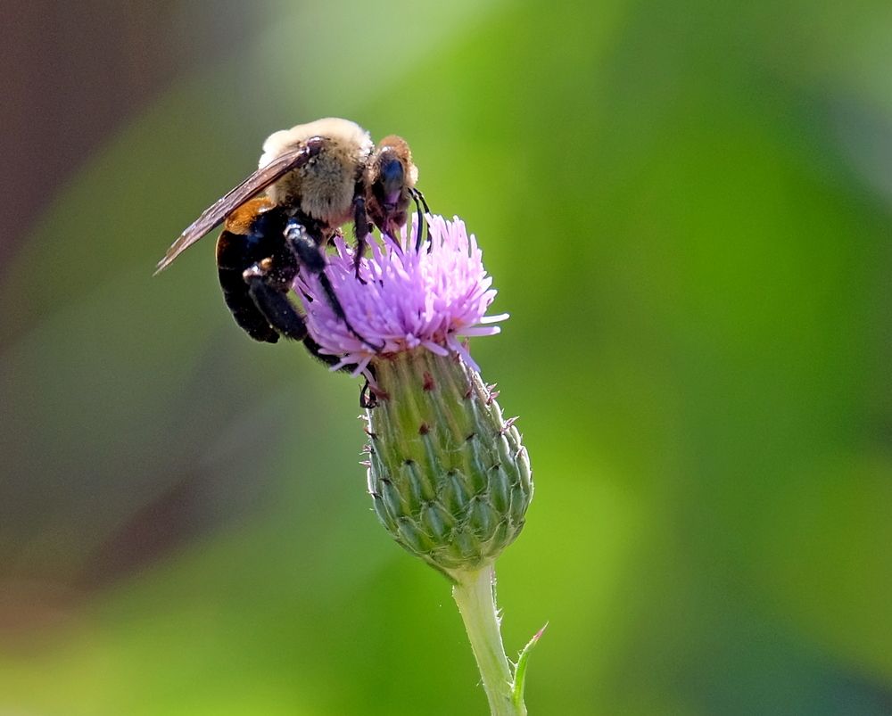 Photograph by Norayr Khazhakyan