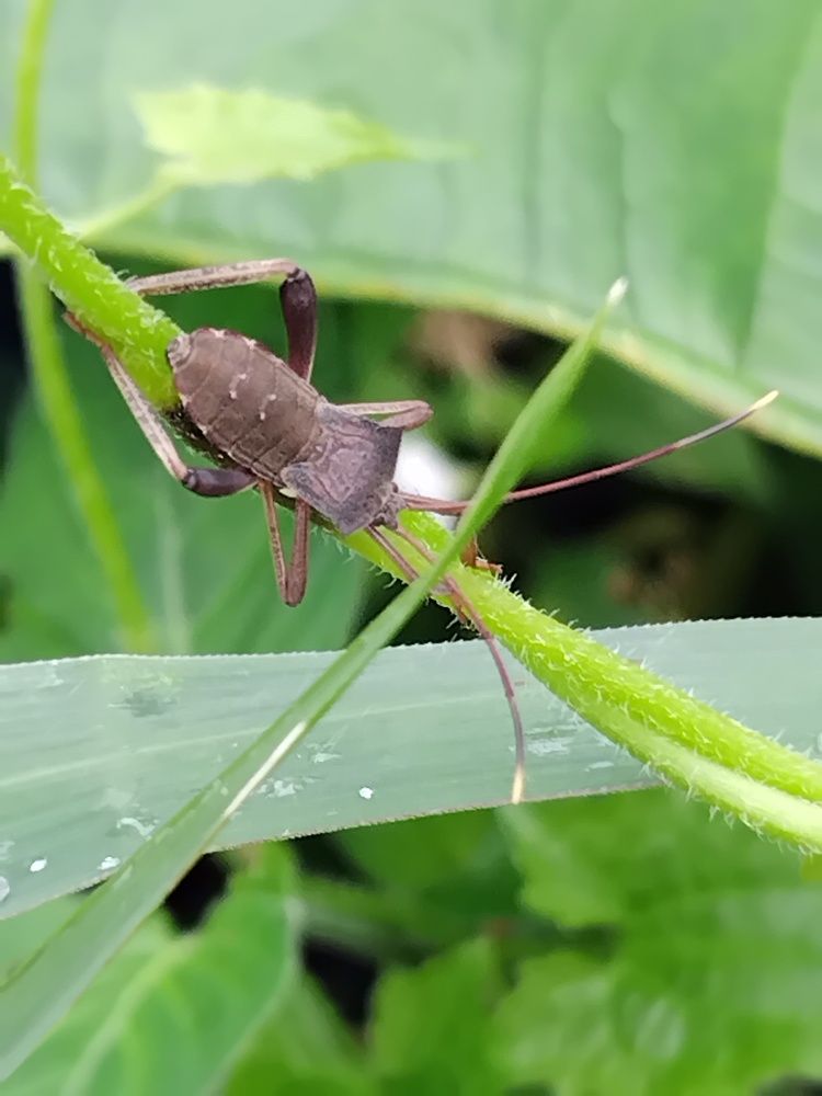 Pianggang Bertengger